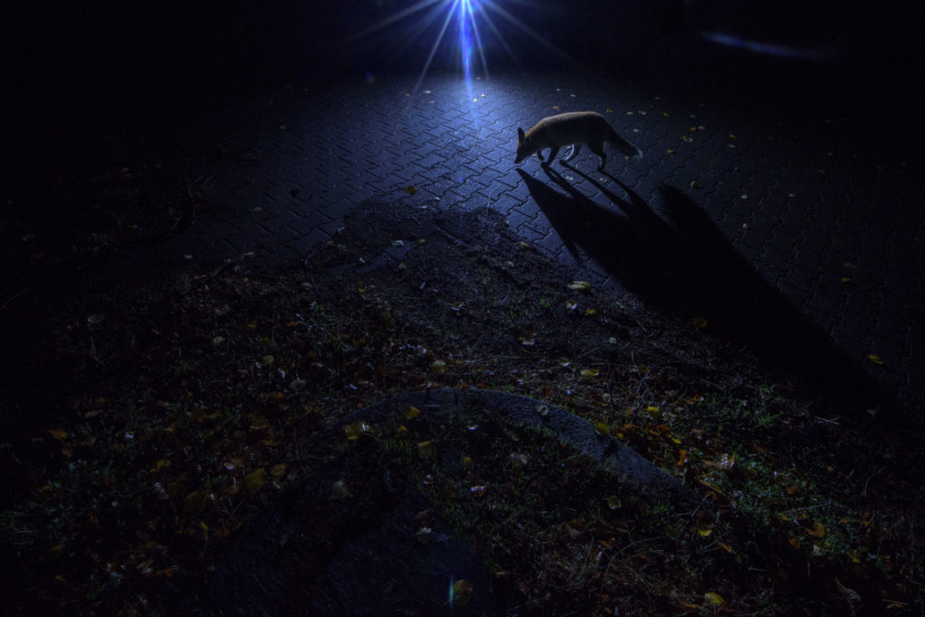 At night, foxes feel free to roam around the old military barracks of Spandau